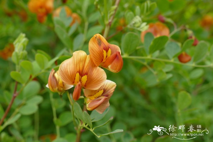 教师节送什么花好