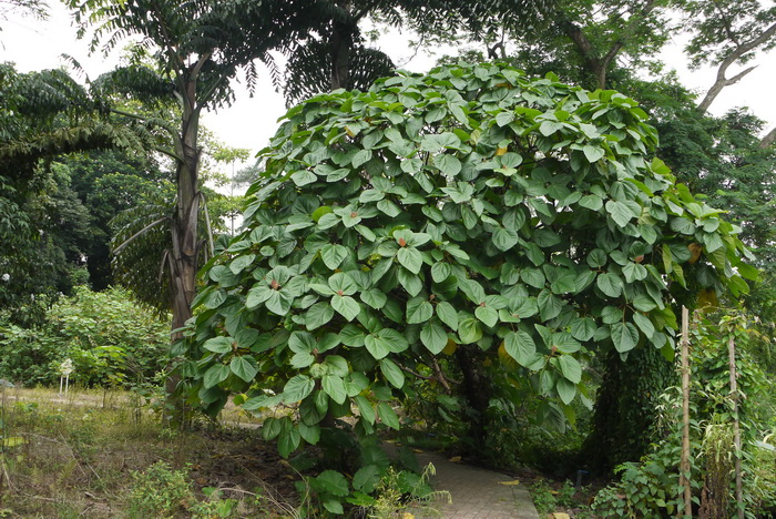 六出花的花语和寓意