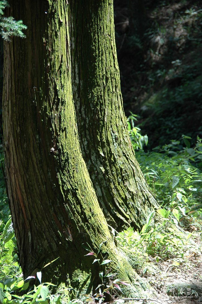 河南法桐种植基地