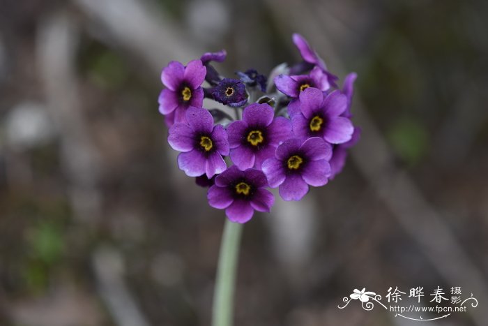 丁香花的样子图片