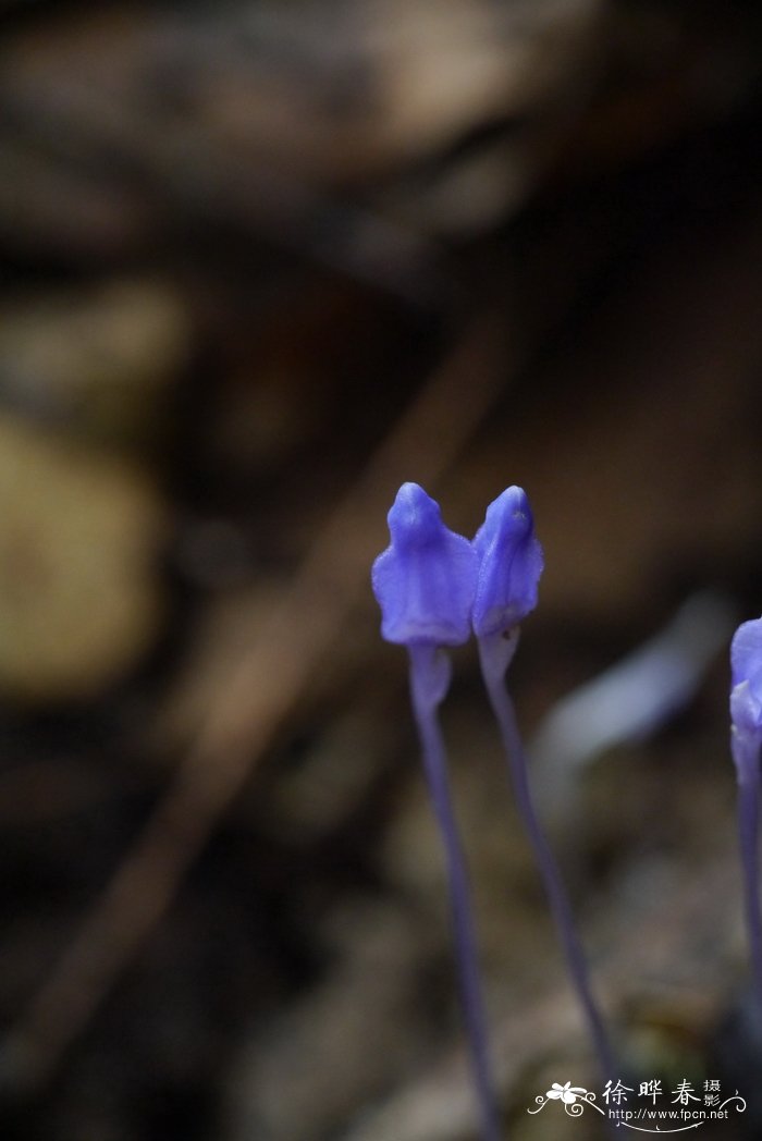 5月花