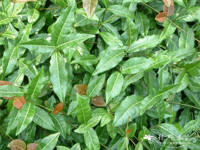 麦冬的图片 植物图片