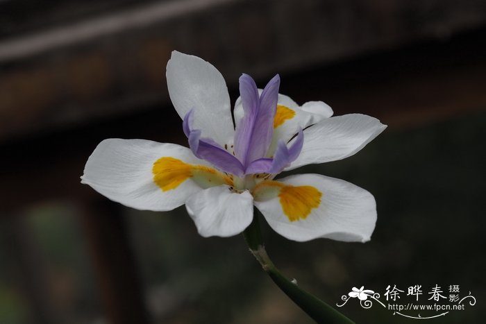 圣诞节送花合适吗