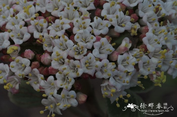 能净化空气的花有哪些