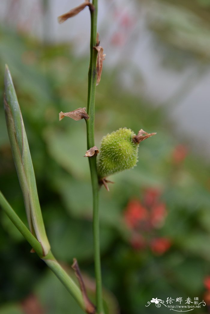 5月花