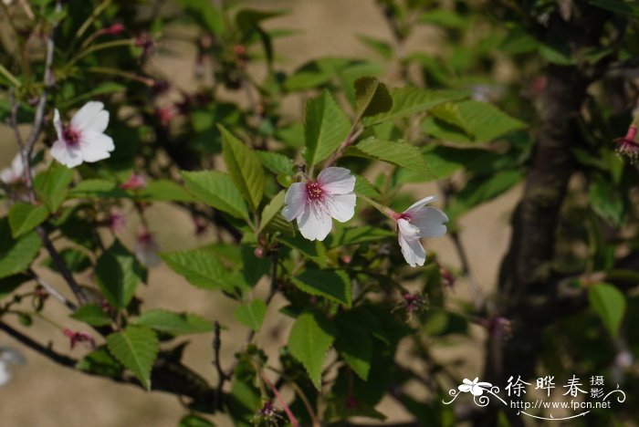 盆栽的杜鹃花怕冷吗