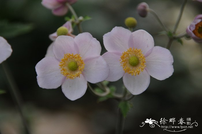 深圳鲜花订购