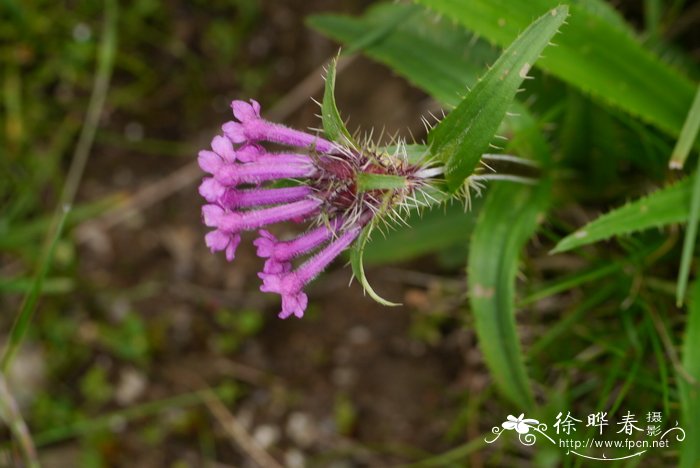 迎春花的特点