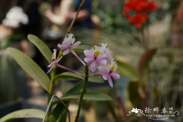 莲藕什么时候种植最佳