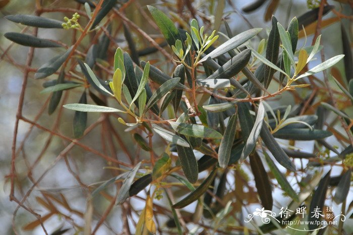 波斯菊种植方法