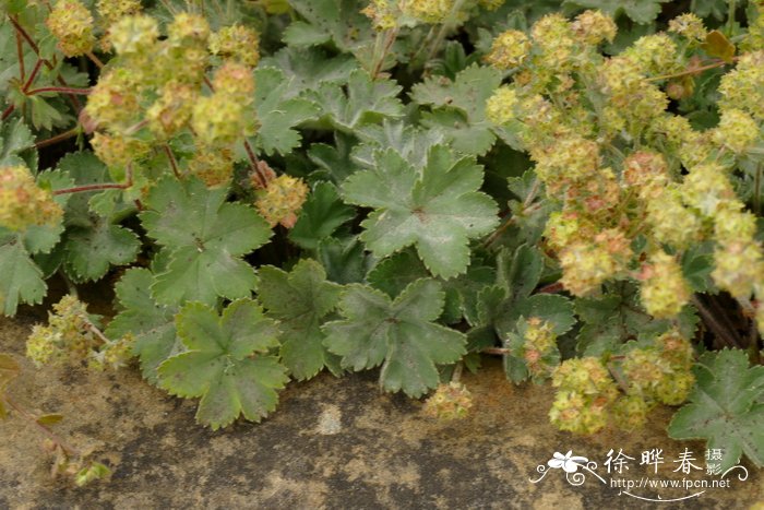 玫瑰花种植技术