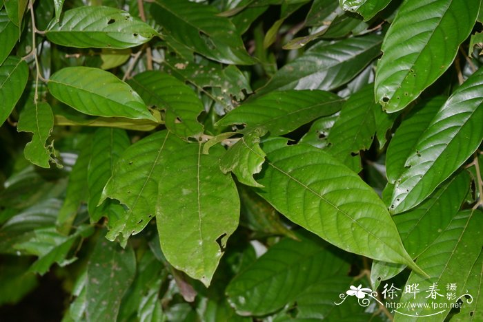 芍药是白芍还是赤芍