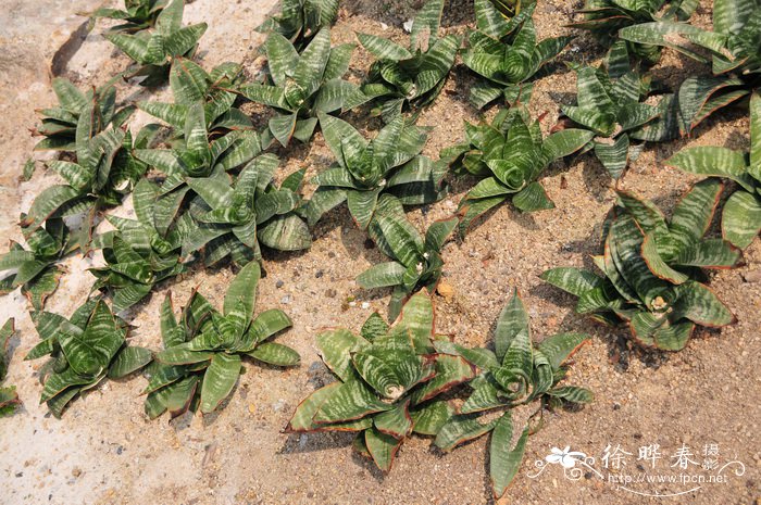 大面积种植什么树效益高