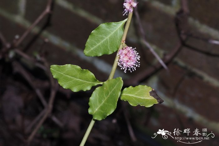 香槟色玫瑰花语是什么意思