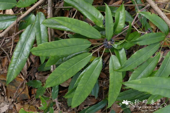 庭院植物种植设计