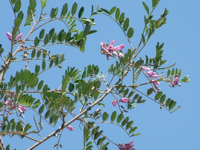 红苹果月季简介