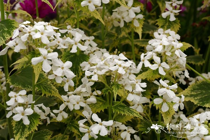 栀子花根