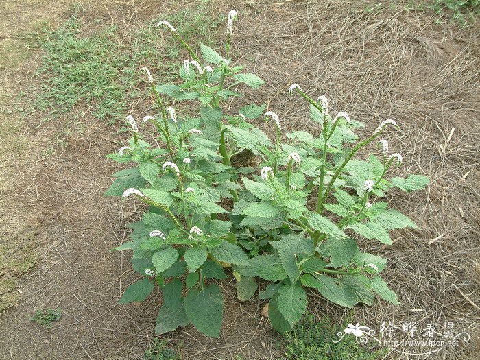 民间对芦荟开花的说法