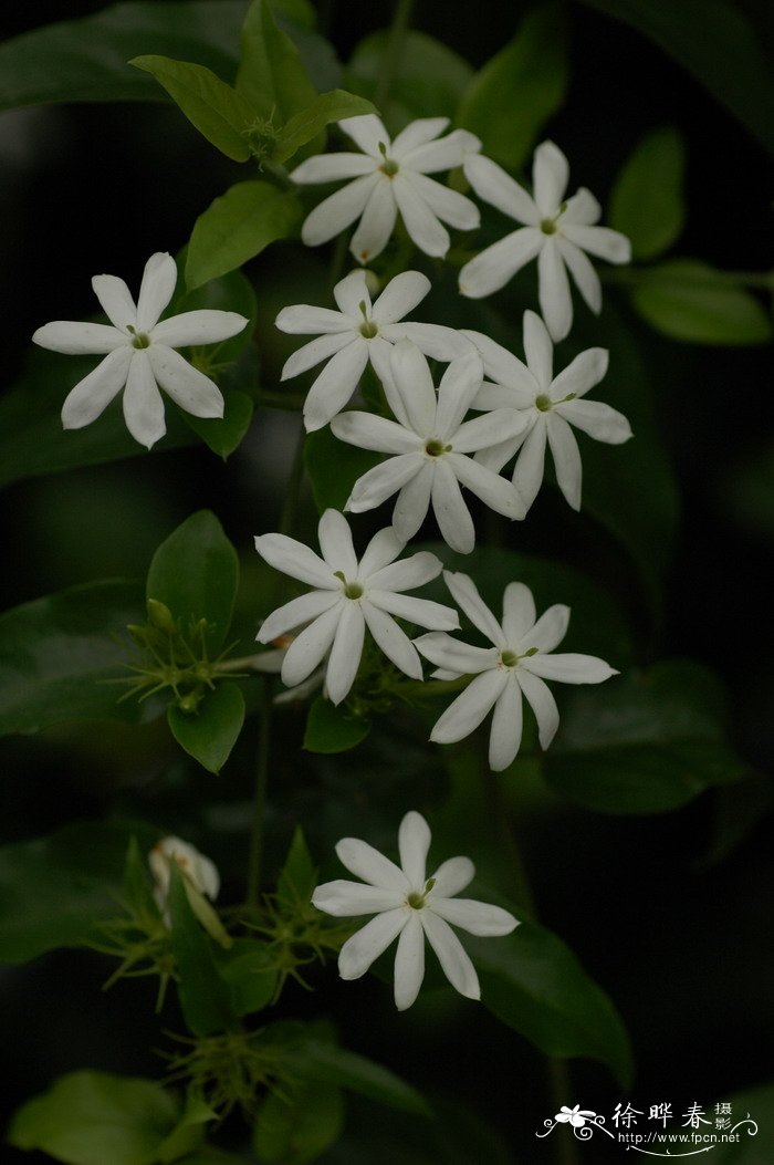 鸡蛋花