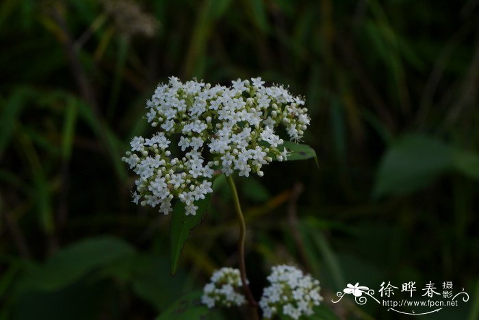 小老头树