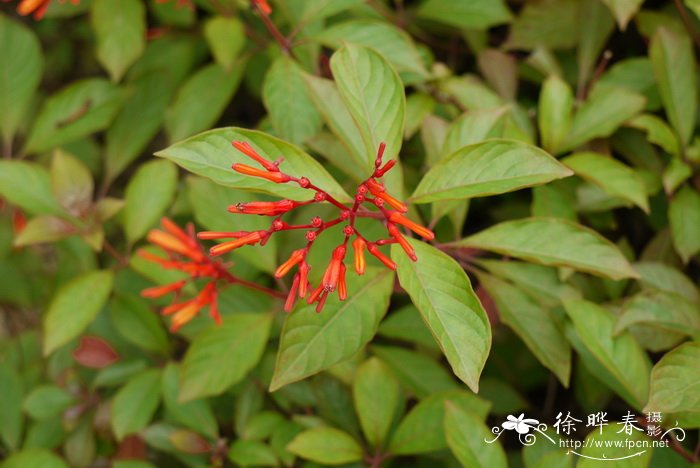 冬青花树