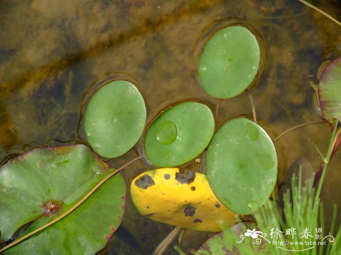 三七图片植物图片