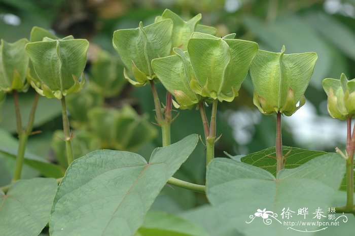 花卉种孑