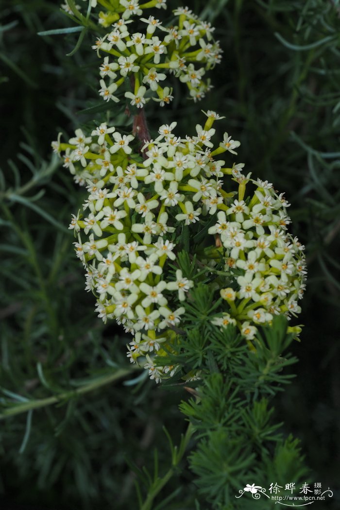 桂花树种子