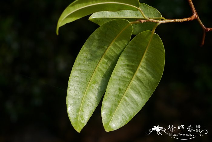 香槟玫瑰花