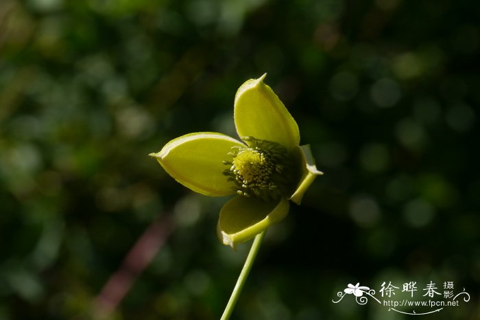 白玫瑰花语是什么意思