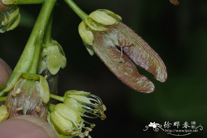 天鹅绒竹芋