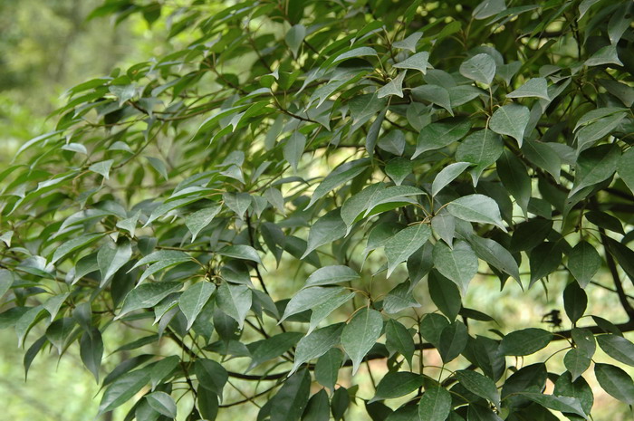 栀子花介绍