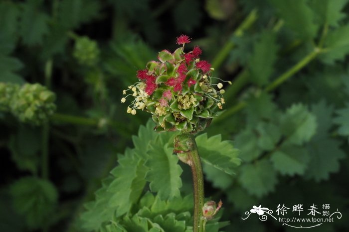 绿植养护知识和方法