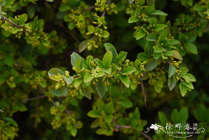 长寿冠海棠一年开几次花