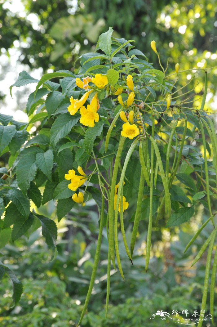 茉莉花的图片