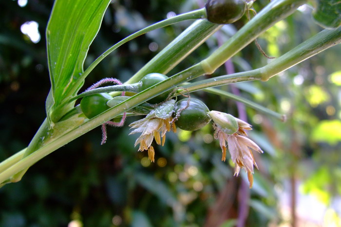 菜豆树