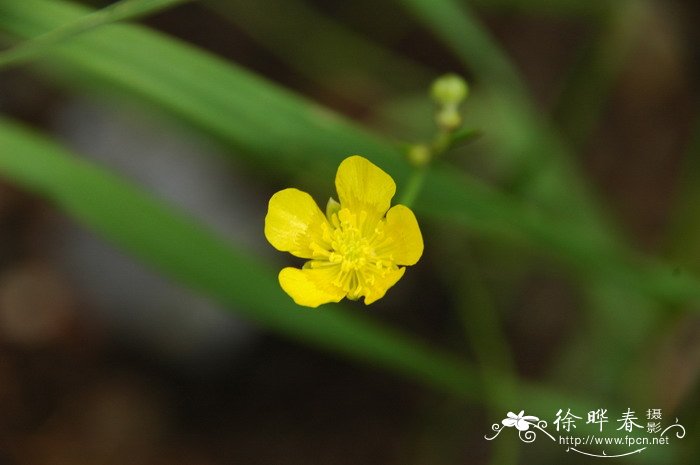 李子树的花