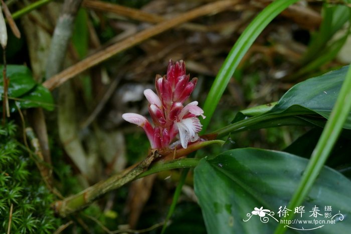 除虫菊