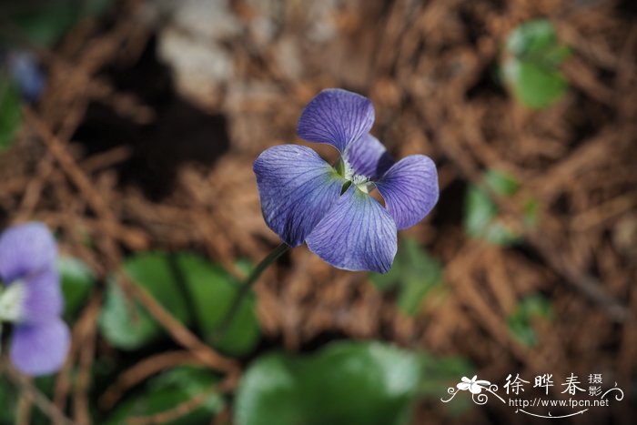 蓝盆花的养殖方法和注意事项