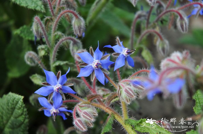 丹麦风铃花