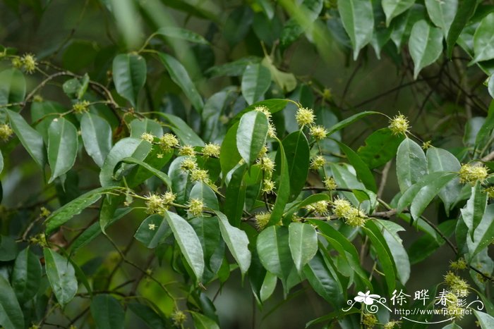 红豆杉树