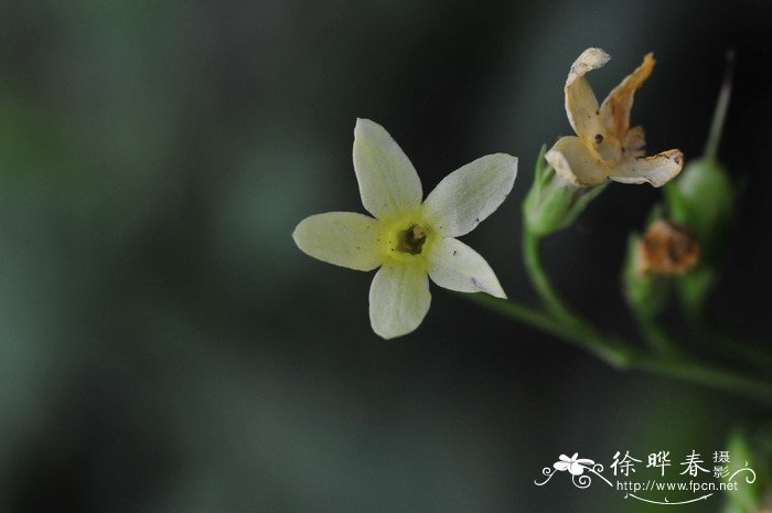 什么花可以驱蚊子驱虫