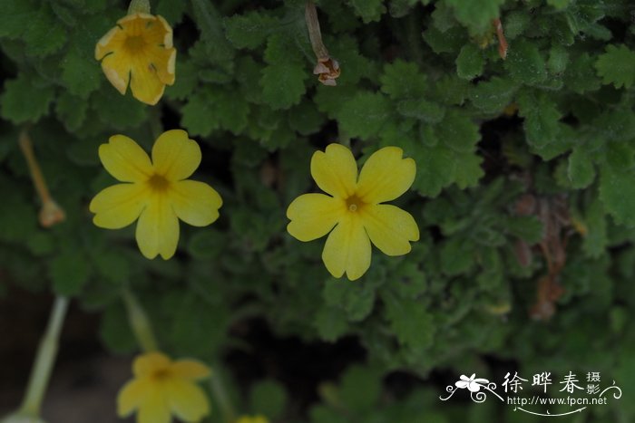 芍药是白芍还是赤芍