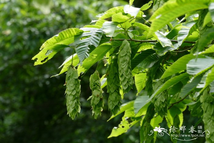 茭白怎么处理剥皮