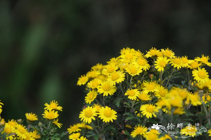 白蜡树市场价格