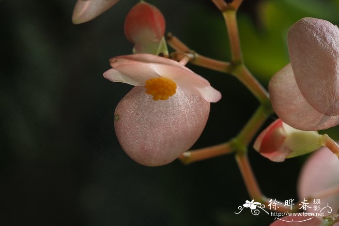 香港花是什么花