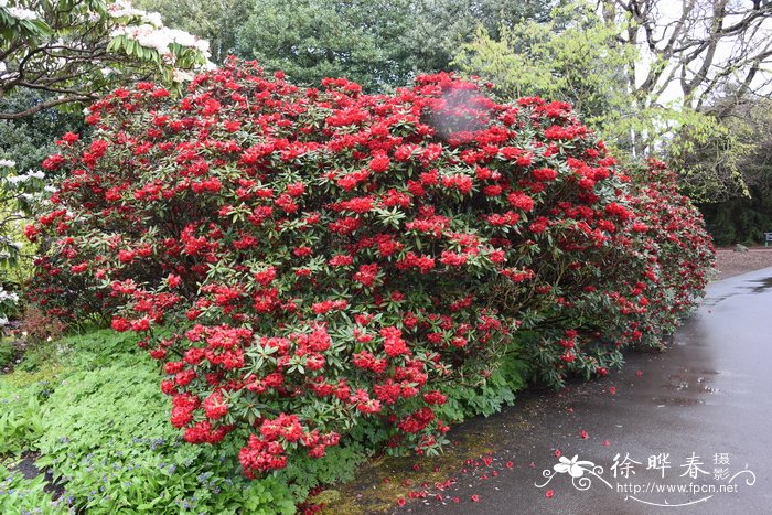 苹果树种植