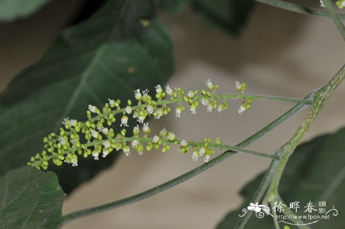 香港花是什么花