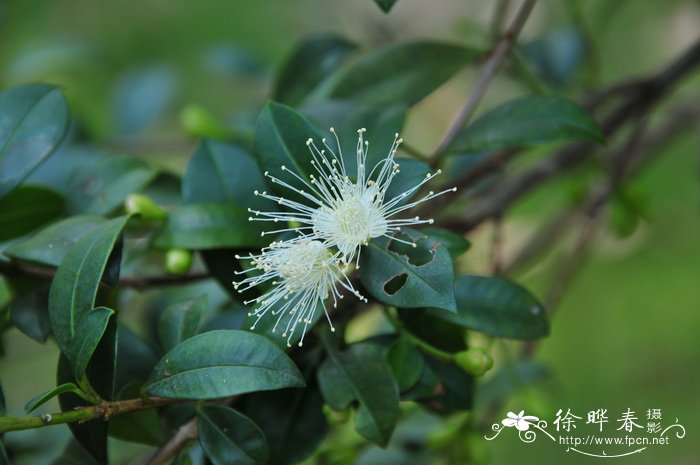 长春市花是什么花啊