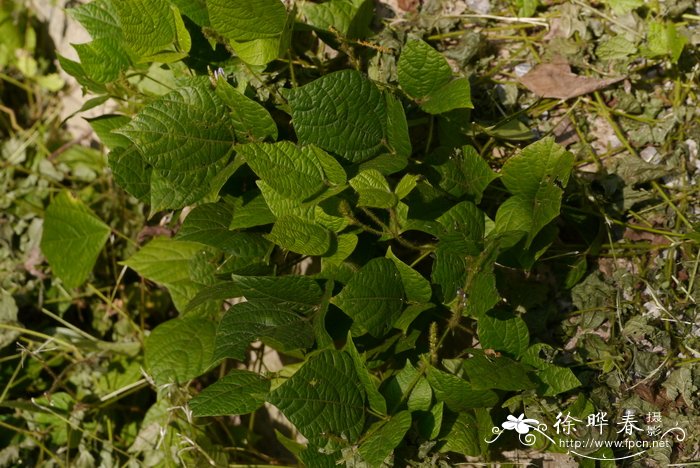 樱桃树适合在什么地区种植